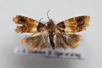 Epinotia festivana