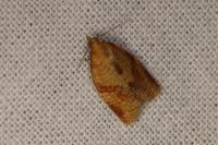 Clepsis consimilana