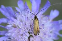 Nemophora metallica