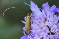 Nemophora metallica