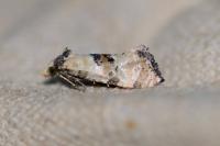 Brevicornutia pallidana