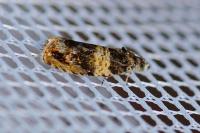 Celypha aurofasciana