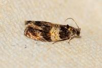 Celypha aurofasciana