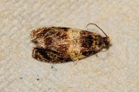 Celypha aurofasciana