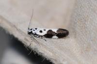 Ethmia quadrillella