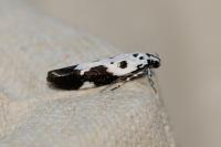 Ethmia quadrillella