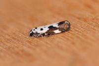 Ethmia quadrillella