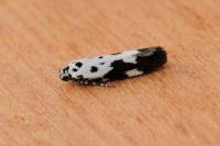 Ethmia quadrillella