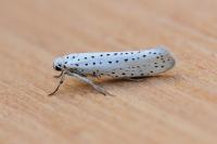 Yponomeuta evonymella