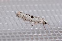 Yponomeuta plumbella