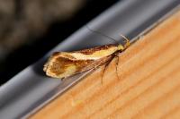 Harpella forficella