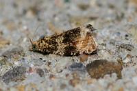Celypha lacunana