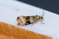 Celypha lacunana