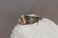 Celypha lacunana