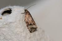 Celypha lacunana