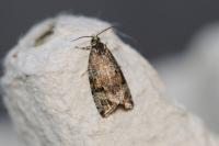 Celypha lacunana