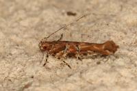 Anatrachyntis badia