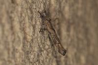 Zelleria oleastrella