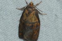 Ptycholoma lecheana