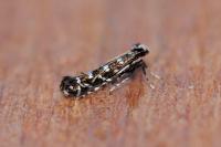 Parectopa ononidis
