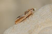 Eucosma conterminana