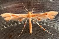 Cnaemidophorus rhododactylus