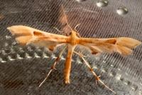 Cnaemidophorus rhododactylus