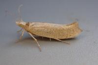 Ypsolopha alpella