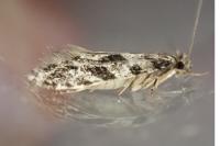 Nemapogon granellus
