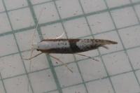 Argyresthia spinosella