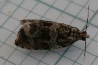 Celypha lacunana