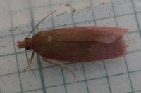 Celypha rosaceana