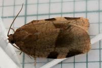 Choristoneura hebenstreitella
