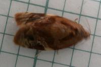 Ditula angustiorana