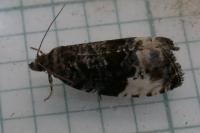 Hedya pruniana