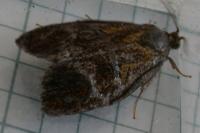 Ptycholoma lecheana