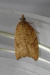 Acleris rhombana