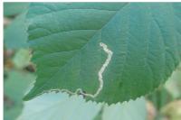 Stigmella aurella