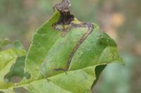 Stigmella
