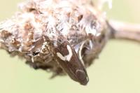 Grapholita