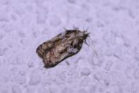 Acleris cristana