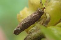 Coleophora