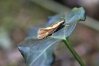 Harpella forficella