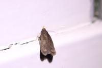 Lecithocera nigrana