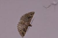 Alucita hexadactyla