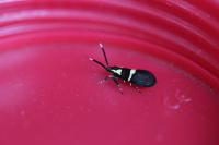 Dasycera oliviella