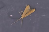 Coleophora