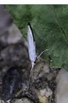 Coleophora