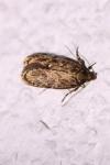 Depressaria albipunctella