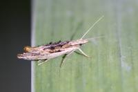 Ypsolopha scabrella